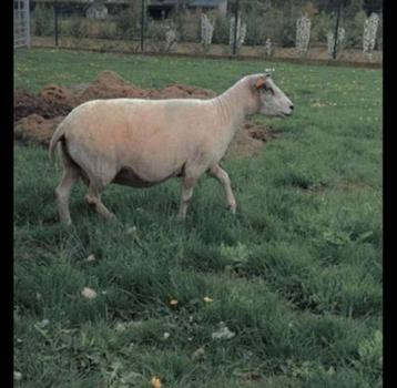 Scheren van schapen & alpaca’s  beschikbaar voor biedingen
