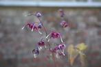 Epimedium 'Red Maximum', Ophalen, Lente, Vaste plant, Halfschaduw