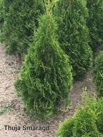 Haagplanten!, Ophalen, Taxus
