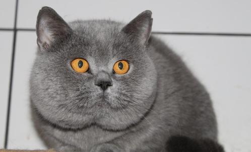 dekkater brits korthaar blauw ,bloedgroep A, Dieren en Toebehoren, Katten en Kittens | Dekkaters
