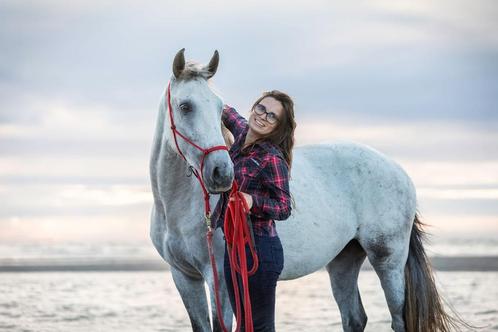 Lessen grondwerk en liberty, Dieren en Toebehoren, Paarden, Zadelmak