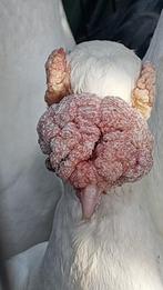 Duiven, Dieren en Toebehoren, Vogels | Duiven, Meerdere dieren, Overige soorten