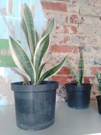 Sanseveria, Ophalen, Vetplant, Minder dan 100 cm, Volle zon