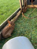 Steenkonijnen jongen