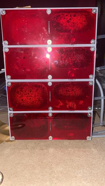 Camponotus Renggeri 300-400 werksters complete set beschikbaar voor biedingen