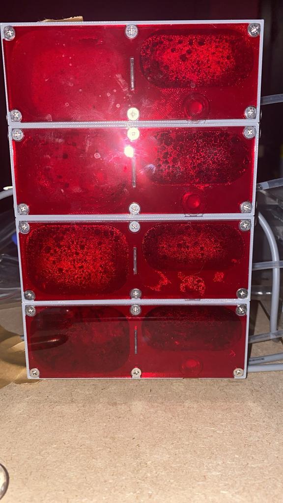 Camponotus Renggeri 300-400 werksters complete set, Dieren en Toebehoren, Insecten en Spinnen, Mieren