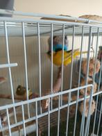 Kanaries, Mannelijk, Zangkanarie