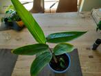 Heliconia kamerplant (potmaat +18), Maison & Meubles, Plantes d'intérieur, Plante à fleurs, Enlèvement ou Envoi, Moins de 100 cm