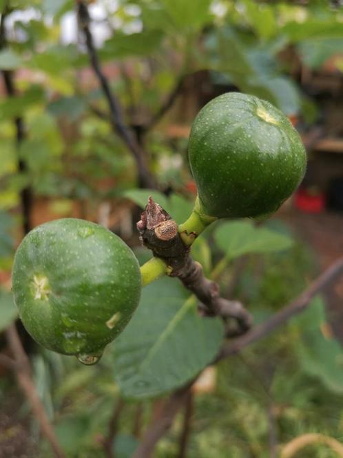 vijgenbomen, Tuin en Terras, Planten | Fruitbomen, Ophalen