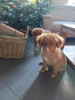 Toller pups tekoop, Dieren en Toebehoren, België, 15 weken tot 1 jaar, Parvo, Meerdere