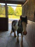 Grote A pony / ruiter gezocht, Dieren en Toebehoren, Pony's, B, A pony (tot 1.17m), Recreatiepony, 3 tot 6 jaar