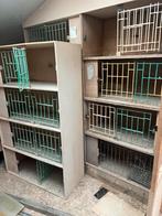 Laatste duivenmaterialen, Dieren en Toebehoren, Vogels | Duiven