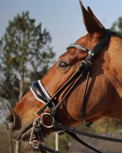 Dy’on stang en trens hoofdstel, Dieren en Toebehoren, Paarden en Pony's | Hoofdstellen en Tuigage, Zo goed als nieuw, Ophalen of Verzenden