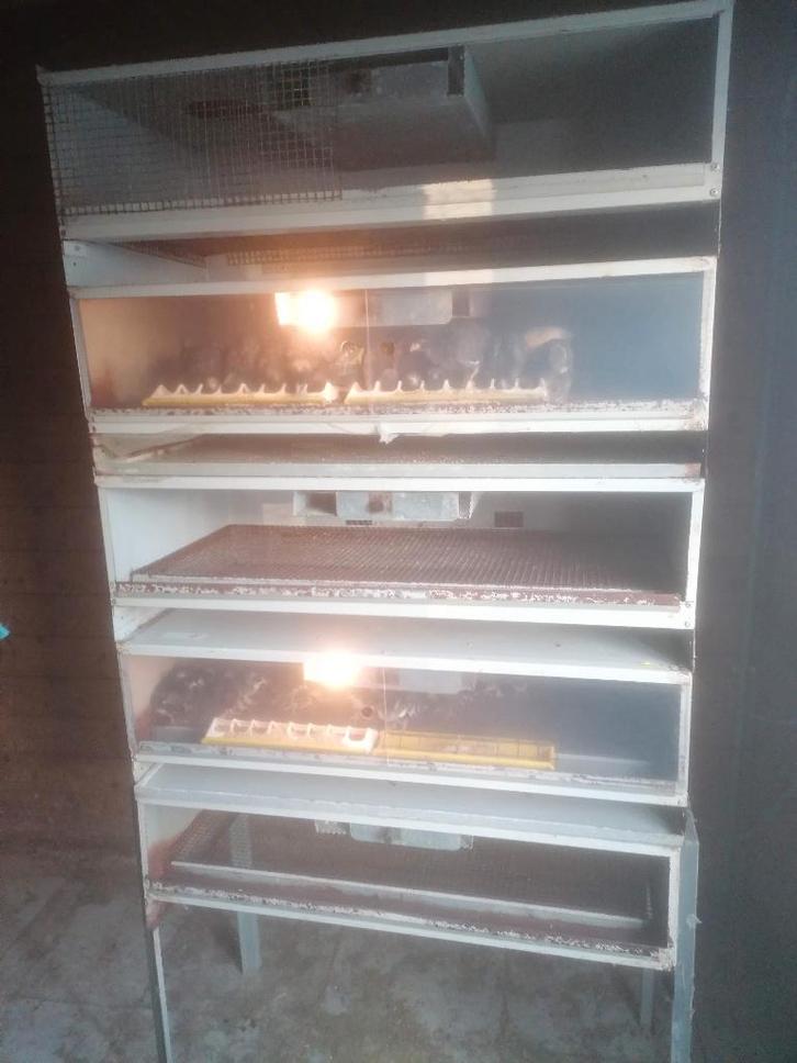 6 Fiem opfokkasten, Dieren en Toebehoren, Pluimvee | Toebehoren, Ophalen