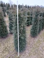 Taxus baccata, Tuin en Terras, Ophalen, Taxus