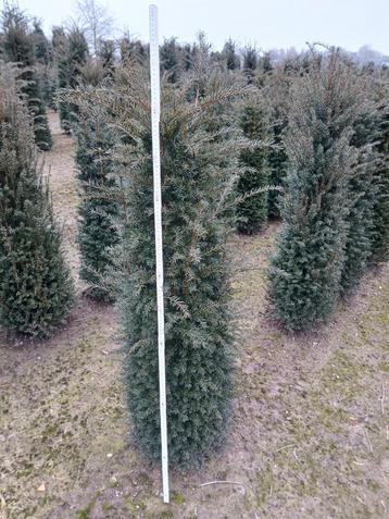 Taxus baccata  beschikbaar voor biedingen