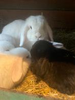 Jonge minilopjes, Dieren en Toebehoren, Konijnen, Meerdere dieren, Klein, Hangoor, 0 tot 2 jaar