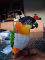 Broedrijpe man zwartkop caique, Mâle, Perroquet, Parleur