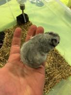Goede thuis voor Knaagdieren, Dieren en Toebehoren, Knaagdieren, November, Meerdere dieren, Overige typen, Tam