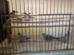 Vogels, Dieren en Toebehoren, Vogels | Overige Vogels