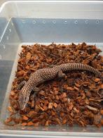 Varanus acanthurus, Hagedis