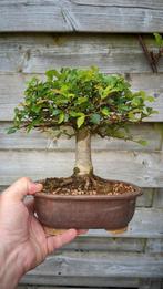 Ulmus Minor bonsai, Jardin & Terrasse, Plantes | Arbres, Automne, Enlèvement ou Envoi