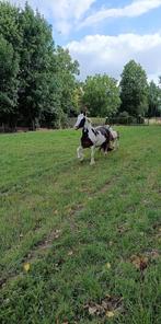Merrie met veulen vol stamboom, Dieren en Toebehoren, Paarden