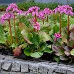 Bergenia ( schoenlappersplant), Tuin en Terras, Planten | Tuinplanten, Ophalen, Lente, Vaste plant, Halfschaduw