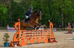 Brave allrounder te koop, Springpaard, Gechipt, Ruin, 170 tot 175 cm