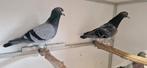 pigeons de fond et grand fond