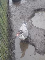 Barberie man, Dieren en Toebehoren, Pluimvee, Mannelijk, Eend