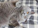 Brits korthaar dekkater Gent bloed B, 0 à 2 ans