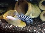 Zebra eb albino, Dieren en Toebehoren, Vissen | Aquaria en Toebehoren, Ophalen