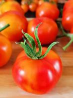 Pineapple Fog tomaat - 5 zaden, Tuin en Terras, Bloembollen en Zaden, Verzenden, Voorjaar, Volle zon, Zaad