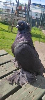 Zwarte duivin, Dieren en Toebehoren, Vogels | Duiven