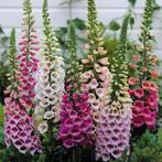 Zaden van Digitalis purpurea oogst 2025, Ophalen of Verzenden, Gehele jaar, Zaad