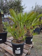 Europese dwergpalm - Chamaerops Humilis, Tuin en Terras, Ophalen