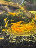 Neocaridina Davidi sp. Orange, Kreeft, Krab of Garnaal, Zoetwatervis, Schoolvis