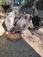 Marans, Dieren en Toebehoren, Vrouwelijk, Kip