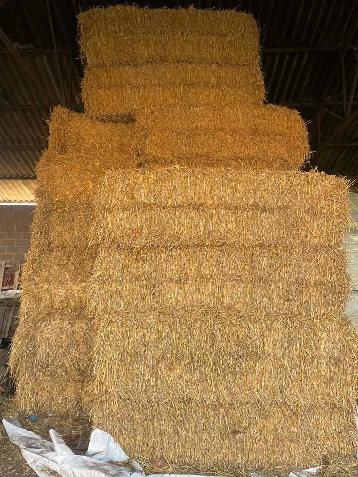 Grote balen stro-Augustus 2025, Animaux & Accessoires, Nourriture pour Animaux, Bétail, Enlèvement