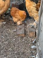 Cochin kriel kippen te koop, Dieren en Toebehoren
