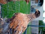 Trio brahma jonge hennen, Dieren en Toebehoren, Pluimvee, Vrouwelijk, Kip