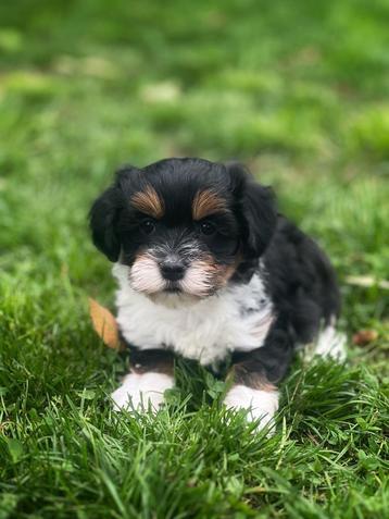 Havanezer pupjes bij ons geboren  beschikbaar voor biedingen