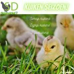 Kuikentjes kuikens van zijdehoen, cochin , kuifhoen , padua, Dieren en Toebehoren