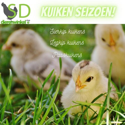 Kuikentjes kuikens van zijdehoen, cochin , kuifhoen , padua, Animaux & Accessoires, Volatiles