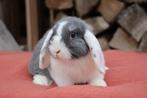 Super sociaal nhd konijntje rammelaar, Dieren en Toebehoren, Konijnen, Mannelijk, Dwerg, Hangoor, 0 tot 2 jaar