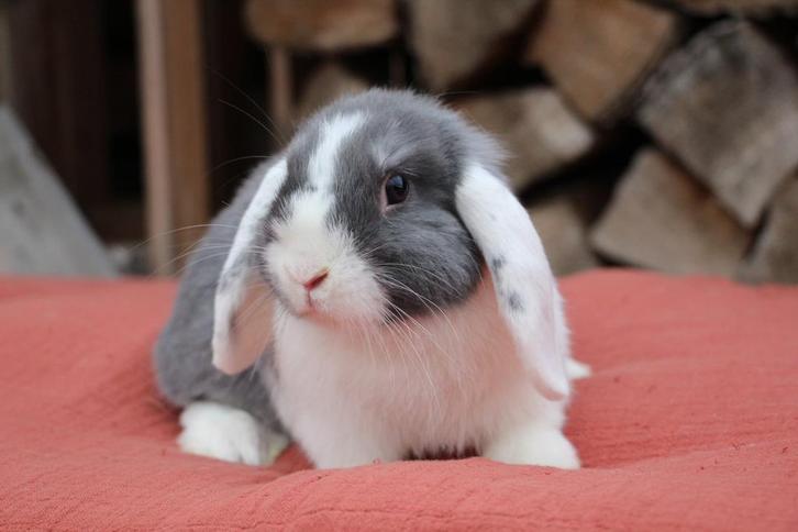 Super sociaal nhd konijntje rammelaar, Dieren en Toebehoren, Konijnen, Dwerg, Mannelijk, 0 tot 2 jaar, Hangoor