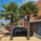 Palmbomen te koop, Stamhoogte 3 en 3.4 meter, Ophalen
