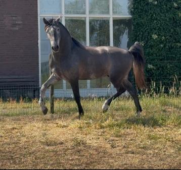 5-jarige PRE hengst, Gechipt, Dressuurpaard, 3 tot 6 jaar, 160 tot 165 cm
