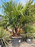 Palmboom Trachycarpus Fortunei 4 stam, Tuin en Terras, Ophalen, Palmboom